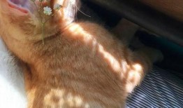 吃瓜爆料大事件真相 今日吃瓜文案,真相背后的惊人内幕